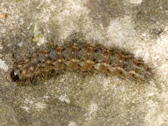  Chenille de Dysauxes punctata F. - ©Wolfgang Wagner, www.pyrgus.de