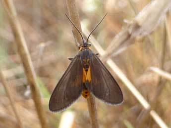 Dysauxes punctata F. adulte - ©Tristan Lafranchis