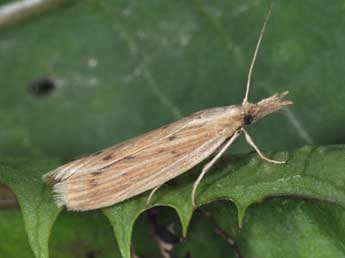 Ematheudes punctella Tr. adulte - Philippe Mothiron