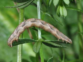  Chenille de Epirrhoe pupillata Thnbg - ©Philippe Mothiron