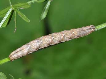  Chenille de Epirrhoe pupillata Thnbg - Philippe Mothiron