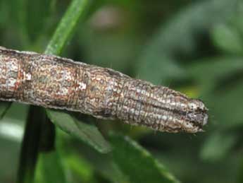  Chenille de Epirrhoe pupillata Thnbg - ©Philippe Mothiron