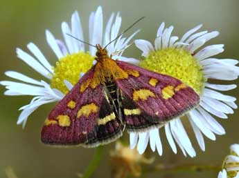 Pyrausta purpuralis L. adulte - Jean-Franois Maradan