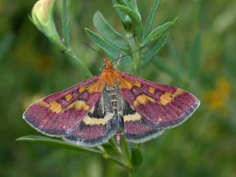 Pyrausta purpuralis L. adulte - ©Philippe Mothiron