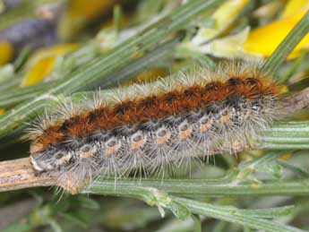  Chenille de Diacrisia purpurata L. - ©Philippe Mothiron