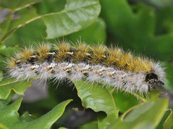  Chenille de Diacrisia purpurata L. - ©Philippe Mothiron