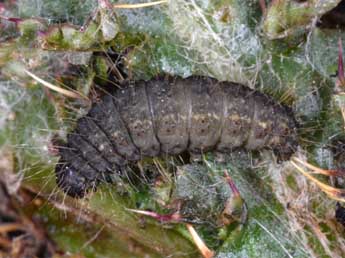  Chenille de Eublemma purpurina D. & S. - ©Wolfgang Wagner, www.pyrgus.de