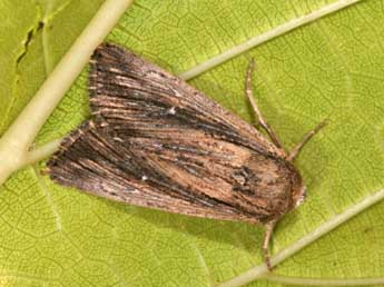 Leucania putrescens Hb. adulte - ©Philippe Mothiron