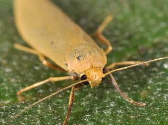 Indalia pygmaeola Dbld. adulte - ©Philippe Mothiron