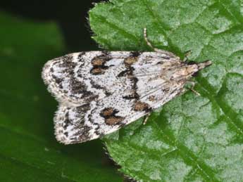 Scoparia pyralella D. & S. adulte - Philippe Mothiron