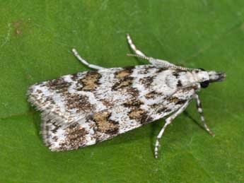 Scoparia pyralella D. & S. adulte - Philippe Mothiron