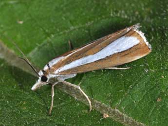 Catoptria pyramidellus Tr. adulte - ©Philippe Mothiron