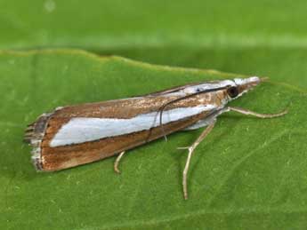 Catoptria pyramidellus Tr. adulte - ©Philippe Mothiron