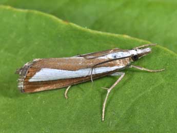 Catoptria pyramidellus Tr. adulte - ©Philippe Mothiron