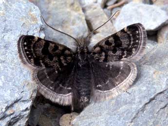 Catharia pyrenaealis Dup. adulte - Jean-Pierre Lamoline