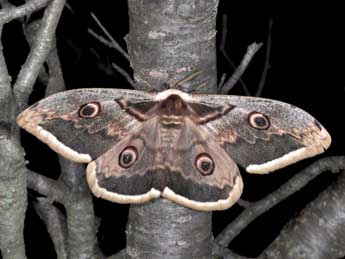 Saturnia pyri D. & S. adulte - Philippe Mothiron