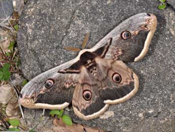 Saturnia pyri D. & S. adulte - Philippe Mothiron