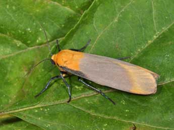 Lithosia quadra L. adulte - Philippe Mothiron