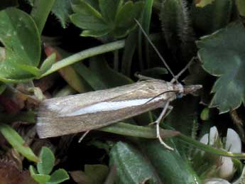 Catoptria radiella Hb. adulte - Jean-Pierre Lamoline