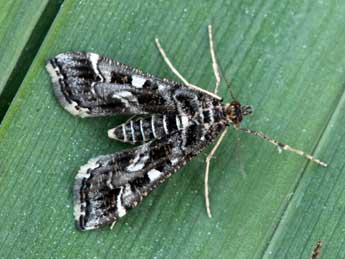 Diasemiopsis ramburialis Dup. adulte - Daniel Morel