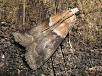 Acrobasis repandana F. adulte - Jean-Pierre Lamoline