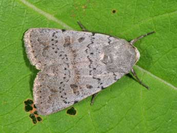 Hoplodrina respersa D. & S. adulte - ©Philippe Mothiron