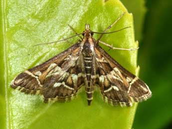 Diasemia reticularis L. adulte - Philippe Mothiron