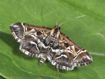 Diasemia reticularis L. adulte - Philippe Mothiron