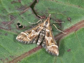 Diasemia reticularis L. adulte - Philippe Mothiron