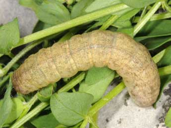  Chenille de Sideridis reticulata Gze - Wolfgang Wagner, www.pyrgus.de