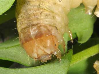  Chenille de Sideridis reticulata Gze - Wolfgang Wagner, www.pyrgus.de