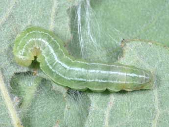  Chenille de Ipimorpha retusa L. - Philippe Mothiron