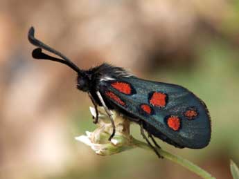 Zygaena rhadamanthus Esp. adulte - ©Daniel Morel & Lionel Taurand