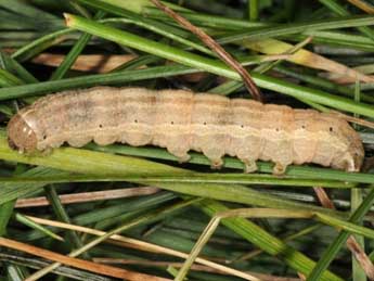  Chenille de Mythimna riparia Rbr - ©Wolfgang Wagner, www.pyrgus.de