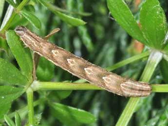  Chenille de Epirrhoe rivata Hb. - ©Philippe Mothiron