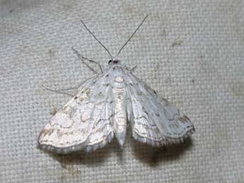 Elophila rivulalis Dup. adulte - ©Philippe Mothiron