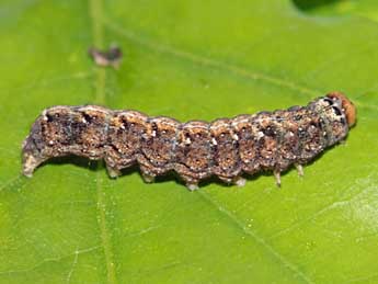  Chenille de Dryobotodes roboris Gey. - ©Jean-Paul Coat