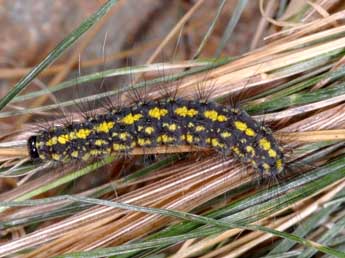  Chenille de Setina roscida D. & S. - ©Wolfgang Wagner, www.pyrgus.de