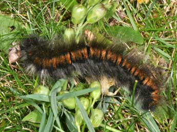  Chenille de Macrothylacia rubi L. - ©Philippe Mothiron