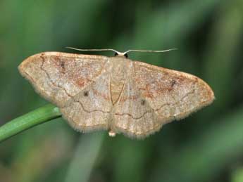 Idaea rubraria Stgr adulte - ©Philippe Mothiron