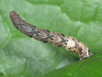  Chenille de Idaea rubraria Stgr - Philippe Mothiron