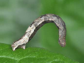  Chenille de Idaea rubraria Stgr - ©Philippe Mothiron