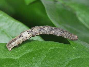  Chenille de Idaea rubraria Stgr - ©Philippe Mothiron