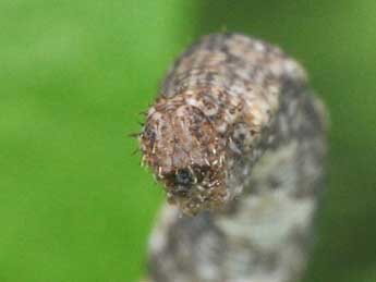  Chenille de Idaea rubraria Stgr - Philippe Mothiron