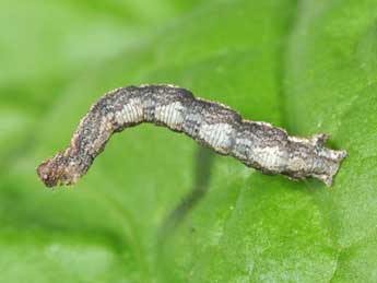  Chenille de Idaea rubraria Stgr - Philippe Mothiron