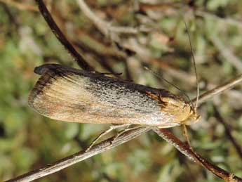 Pterothrixidia rufella Dup. adulte - Jean-Pierre Lamoline