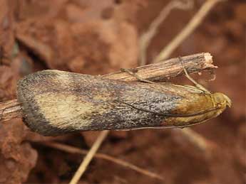 Pterothrixidia rufella Dup. adulte - ©Yoann Pelouard