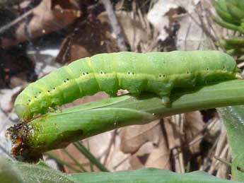  Chenille de Polymixis rufocincta Gey. - ©Philippe Persuy