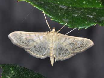 Patania ruralis Scop. adulte - Philippe Mothiron