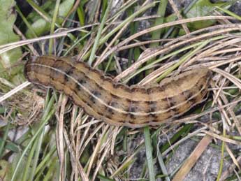  Chenille de Pachetra sagittigera Hfn. - ©Wolfgang Wagner, www.pyrgus.de